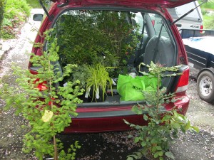 car_plants