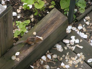 chipmunk