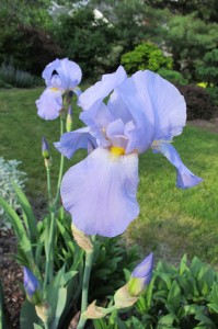 BlueIris