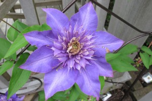 Clematis