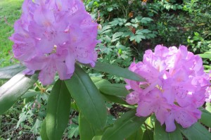 Rhododendron