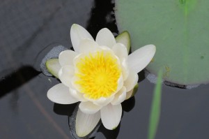 WaterLily